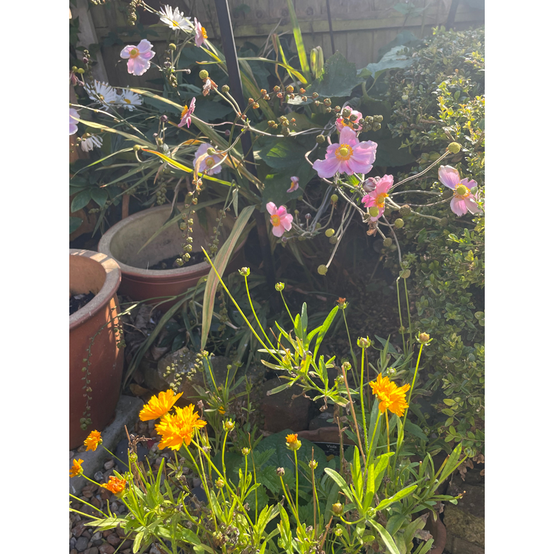 kath-wallace-paintings-carousel-04